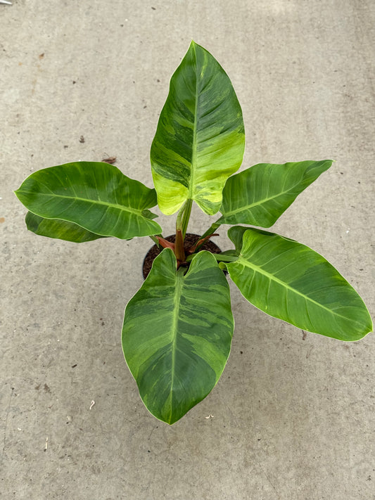 Philodendron Imperial Green Variegata (P17)