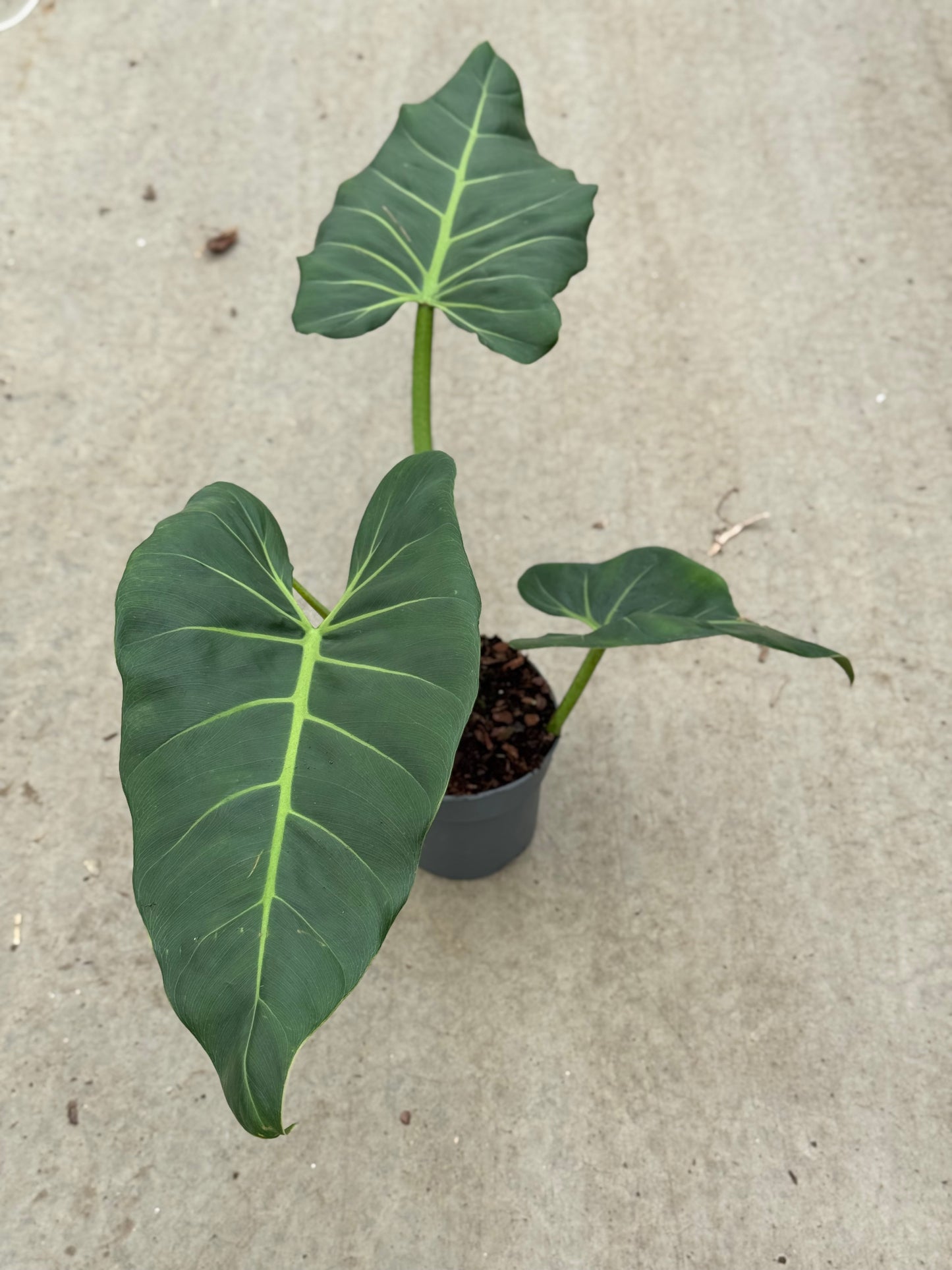 Philodendron Maximum (P14)