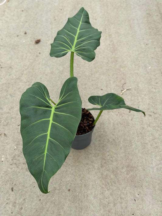 Philodendron Maximum (P14)
