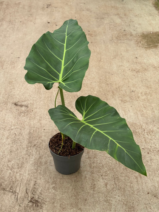 Philodendron Maximum (P17)