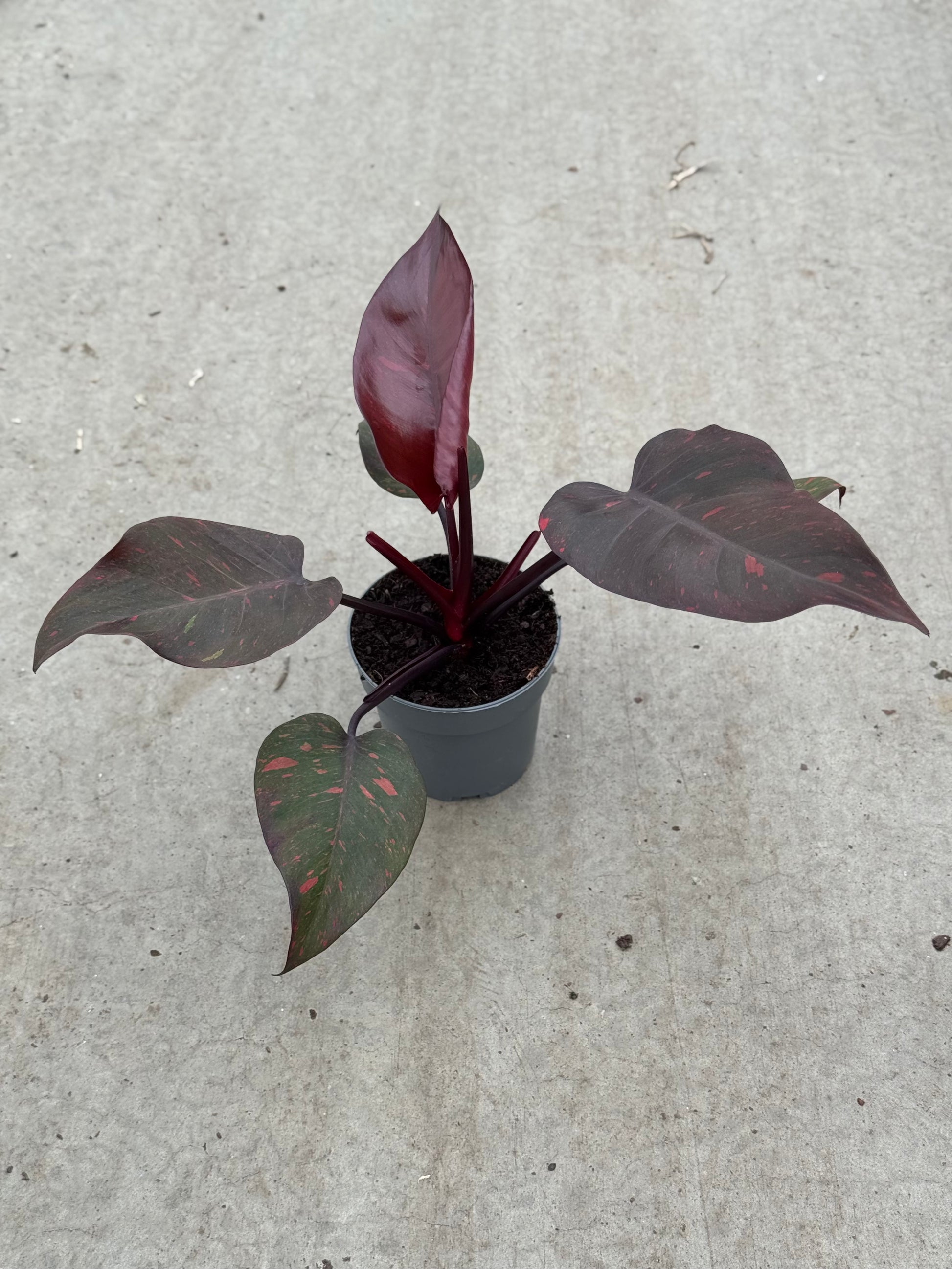 Philodendron Orange Princess (P14)