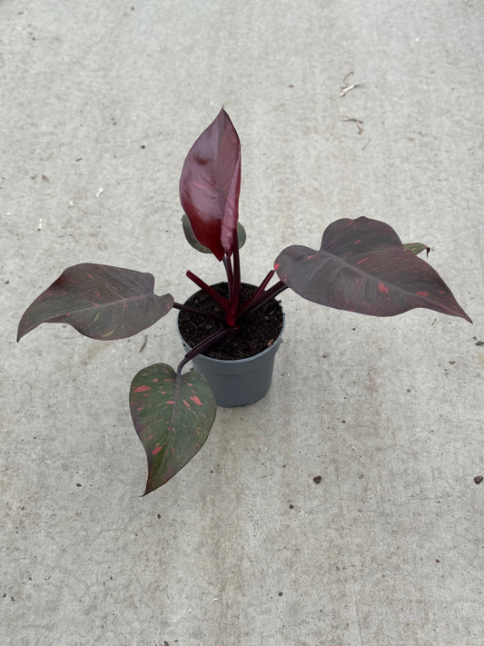 Philodendron Orange Princess (P14)