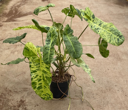 Philodendron Paraiso Verde XL (P17)