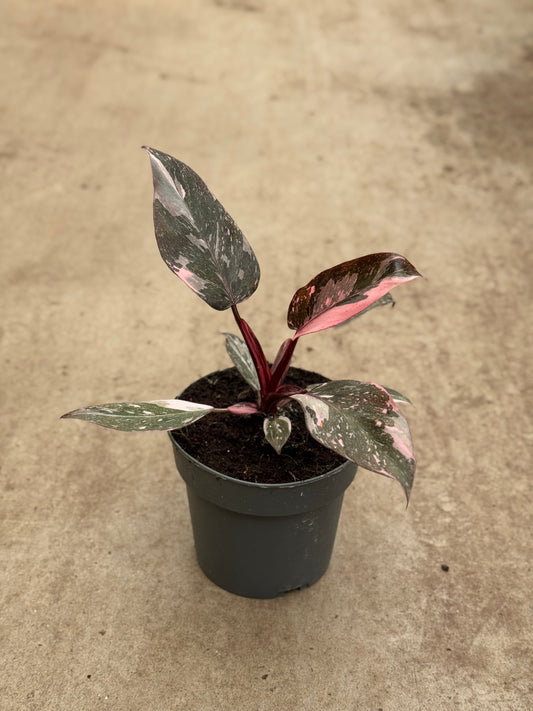 Philodendron Pink Princess Marble (P14)