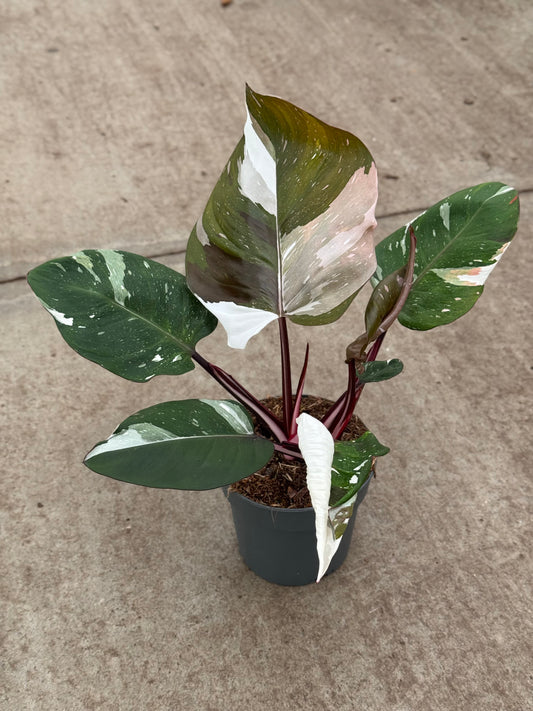 Philodendron Red Anderson (P14)
