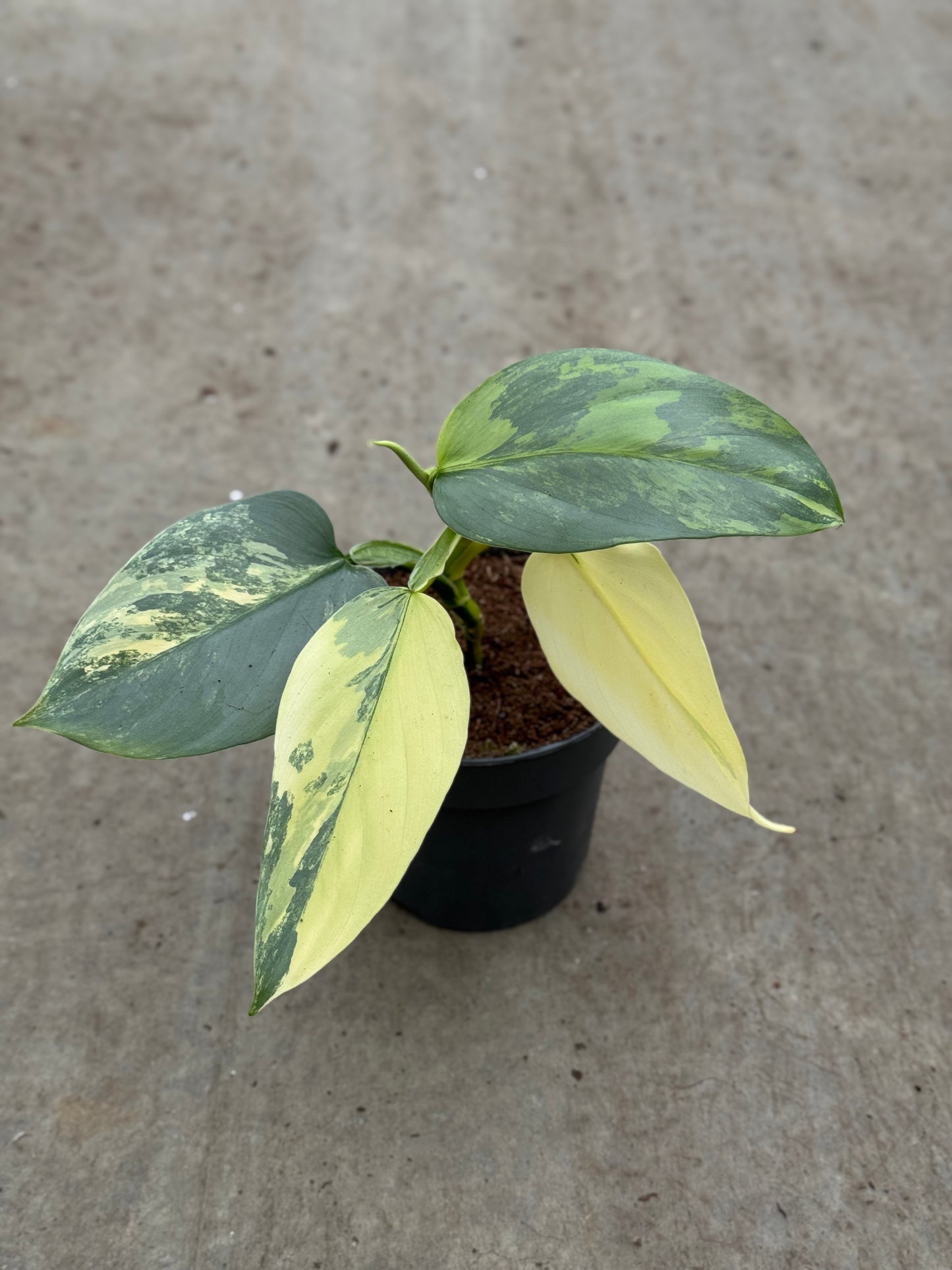 Philodendron Silver Sword Variegata (P14)