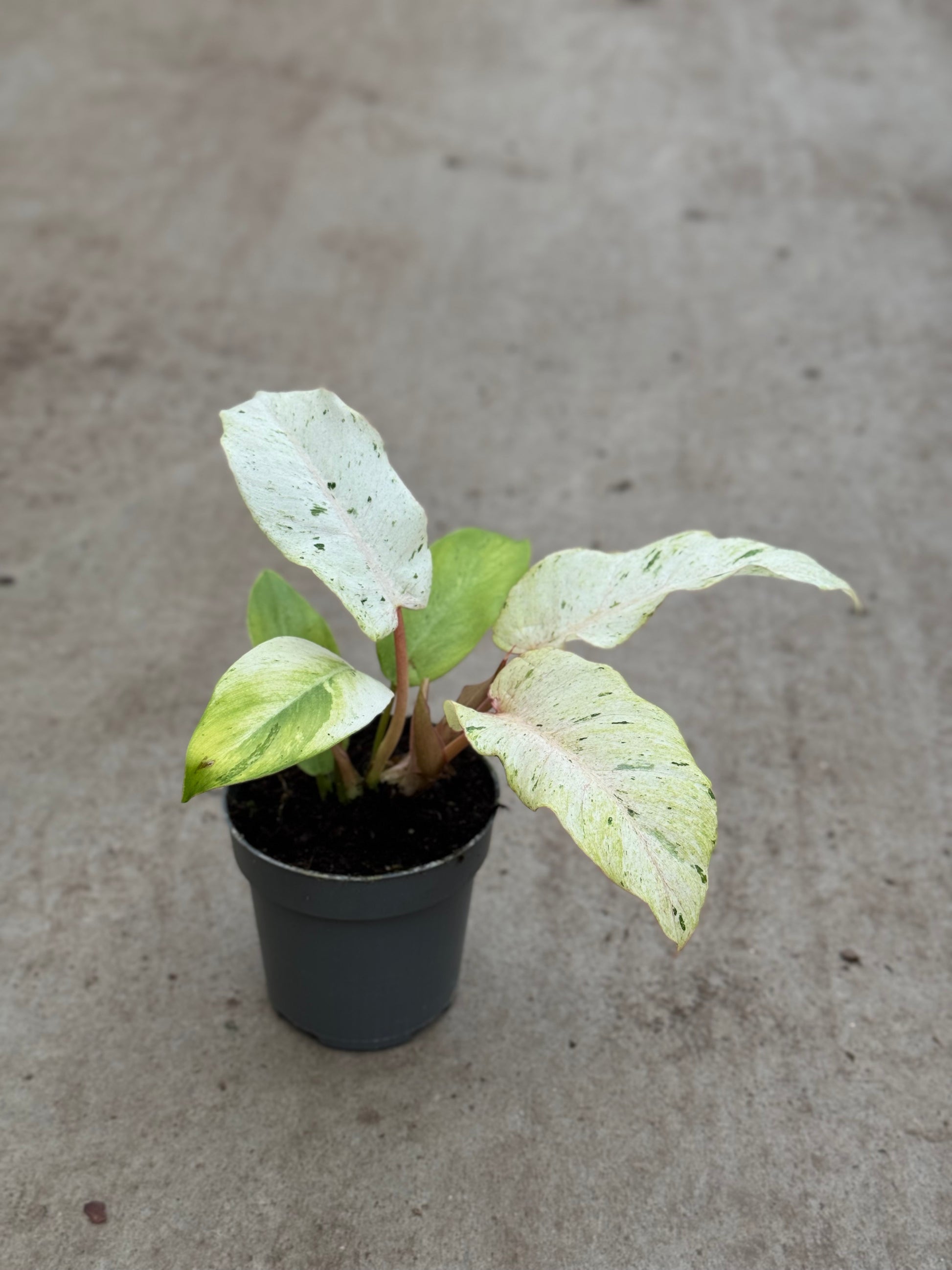 Philodendron Snowdrift (P10)