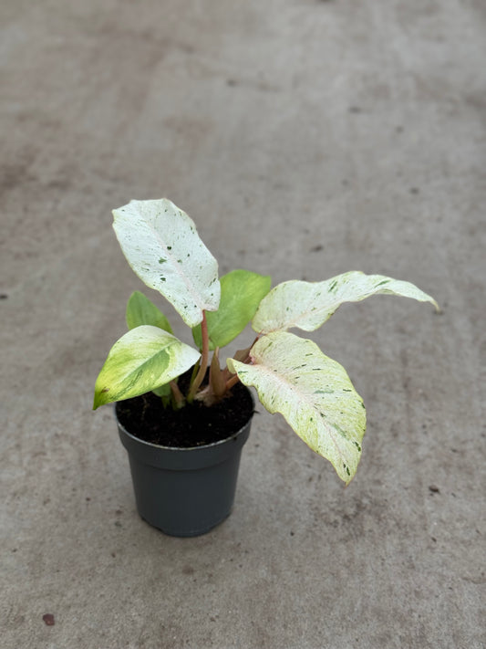 Philodendron Snowdrift (P10)