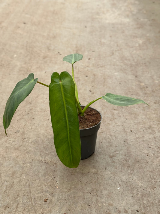 Philodendron Spiritus Sancti (P14)