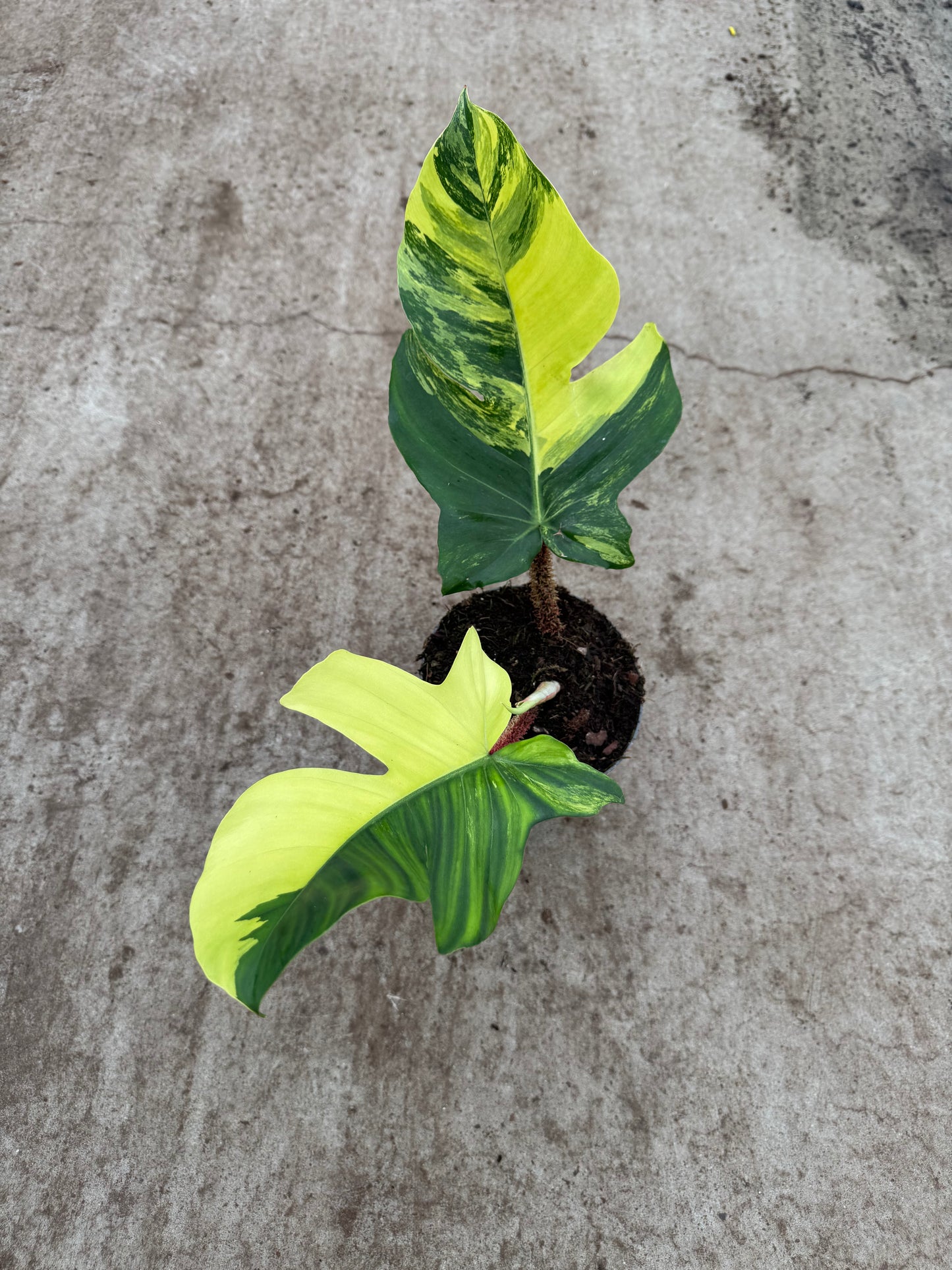 Philodendron Squamiferum Variegata (P14)