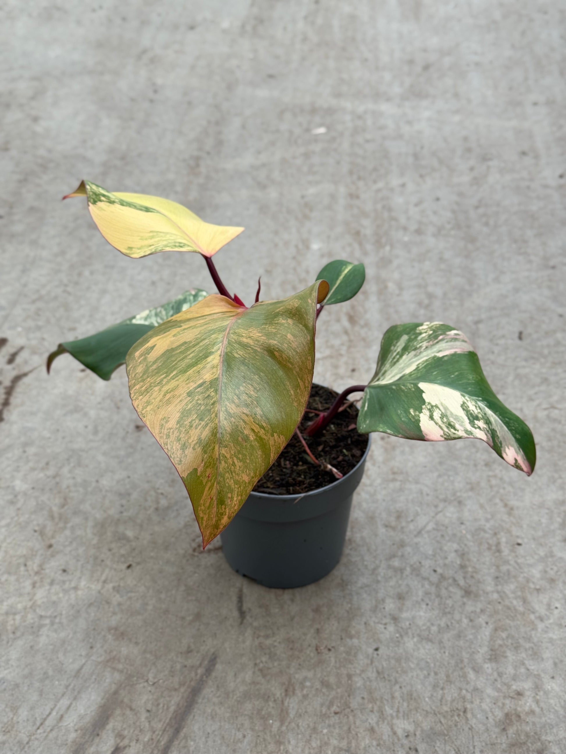 Philodendron Strawberry Shake (P14)