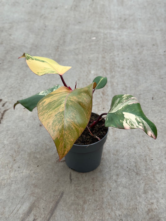 Philodendron Strawberry Shake (P14)