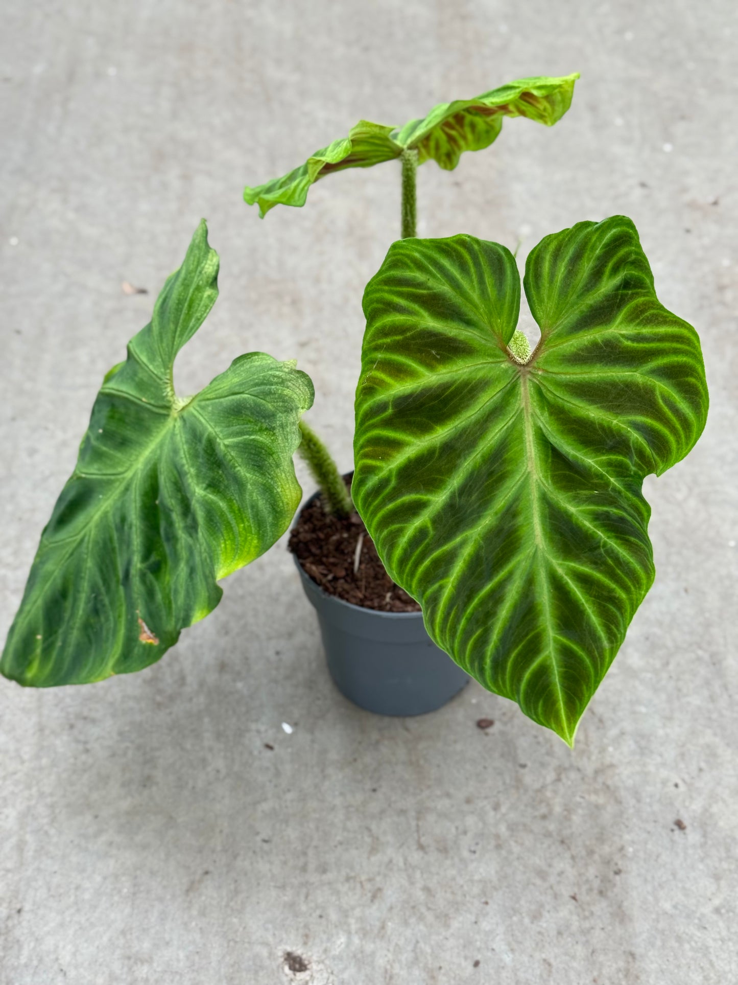 Philodendron Verrucosum Hybrid (P14)