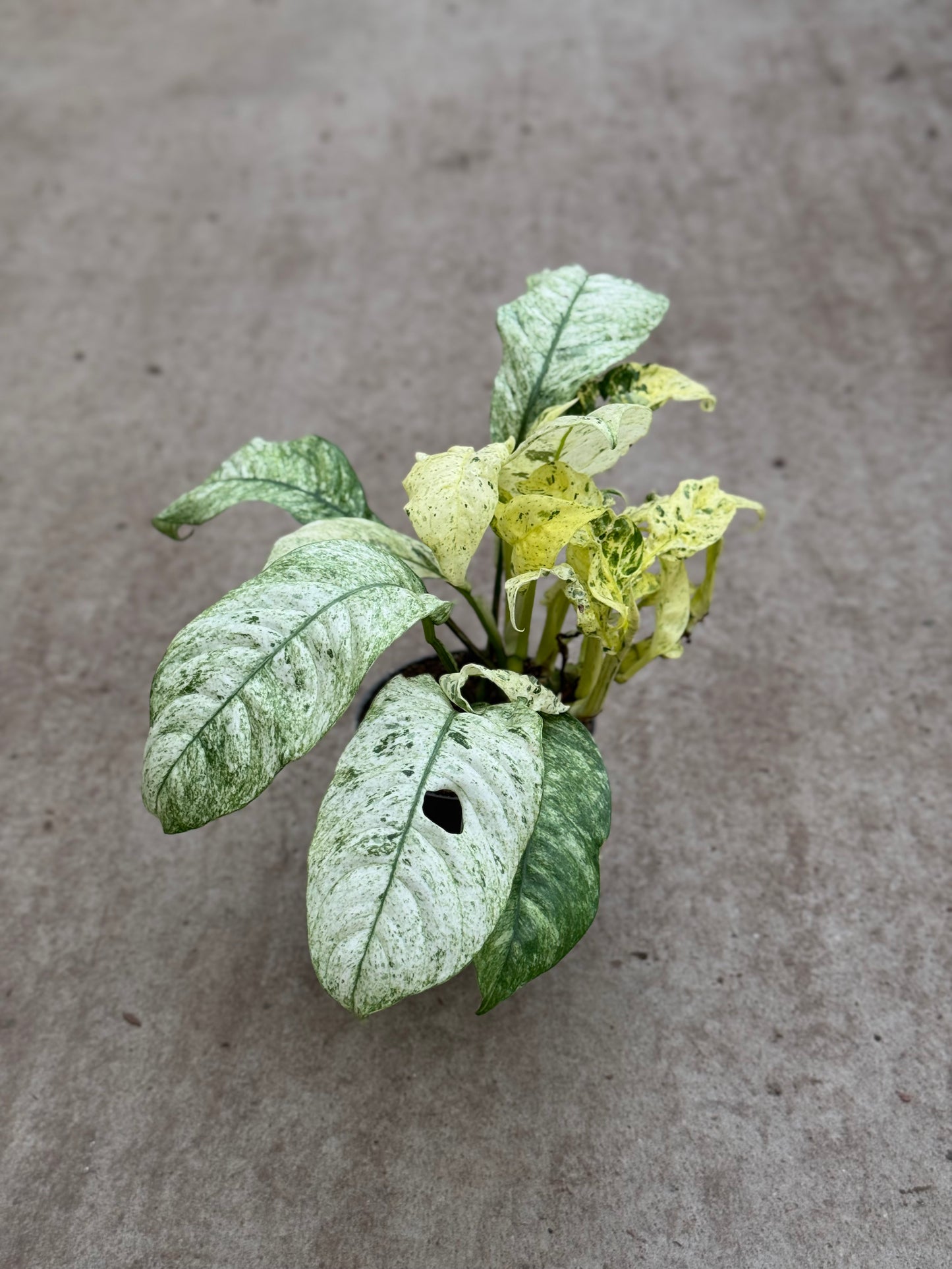 Rhaphidophora Puberula (P10)