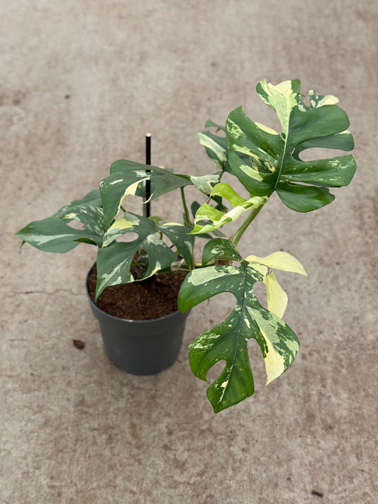 Rhaphidophora Tetrasperma Variegata (P14)