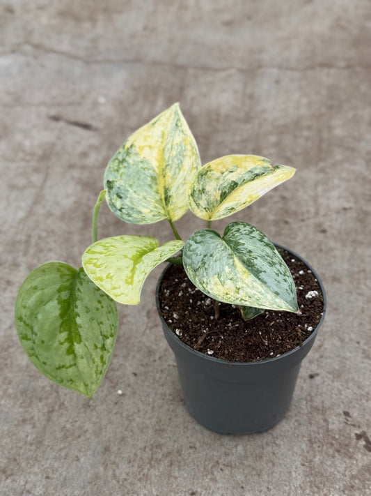 Scindapsus Geulis (P10)