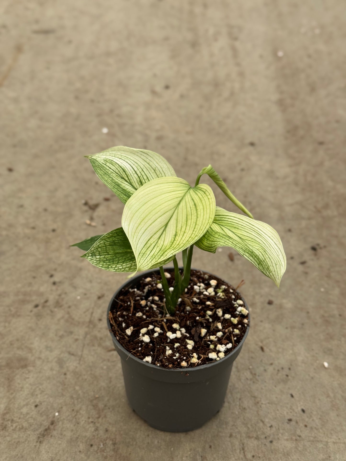 Scindapsus White Monster (P10)