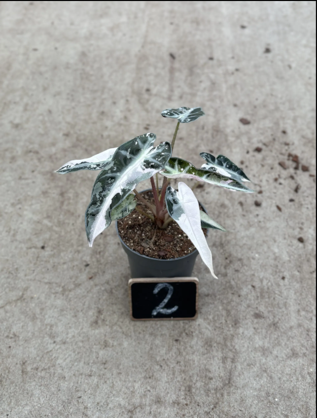 Alocasia Bambino Pink Variegata (P10)