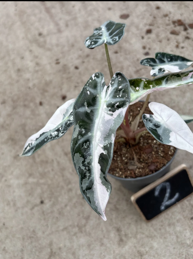 Alocasia Bambino Pink Variegata (P10)