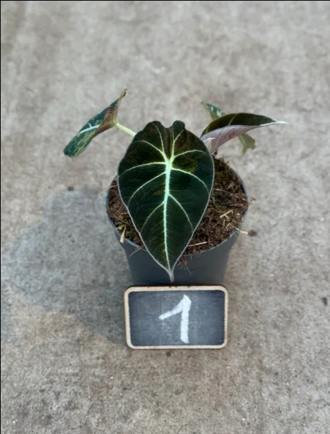 Alocasia Black Velvet Gold (P10)