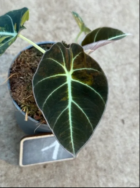 Alocasia Black Velvet Gold (P10)