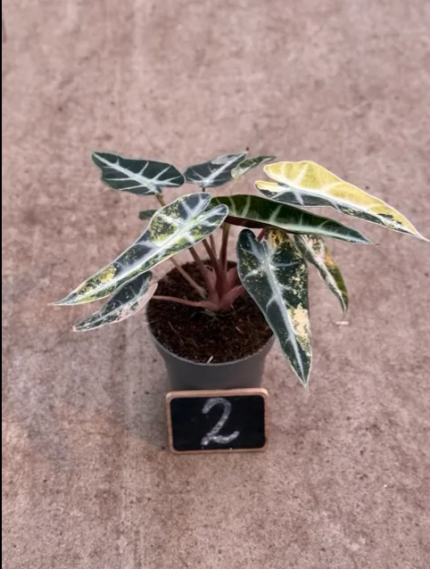 Alocasia Bambino Aurea Variegata (P10)