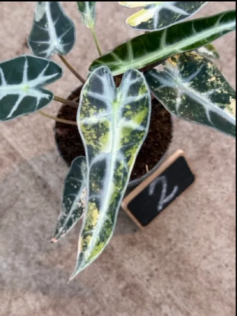 Alocasia Bambino Aurea Variegata (P10)