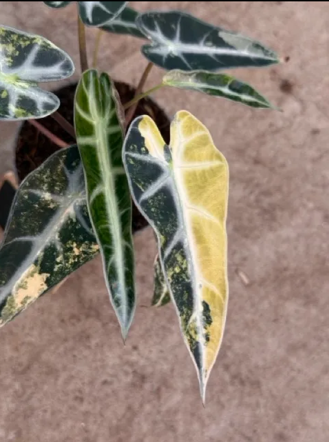 Alocasia Bambino Aurea Variegata (P10)