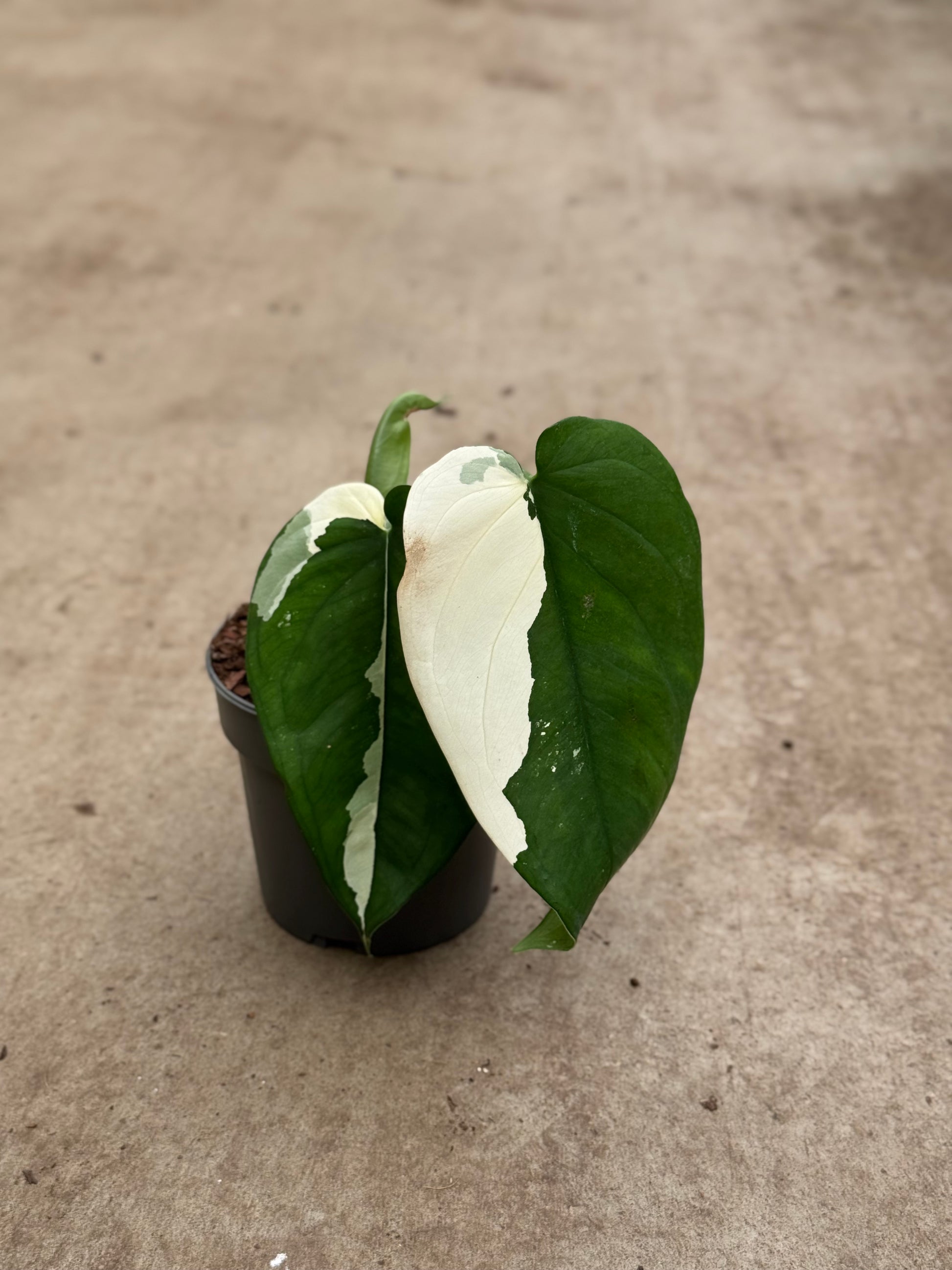 Syngonium Chiapense Albo Variegata (P14)