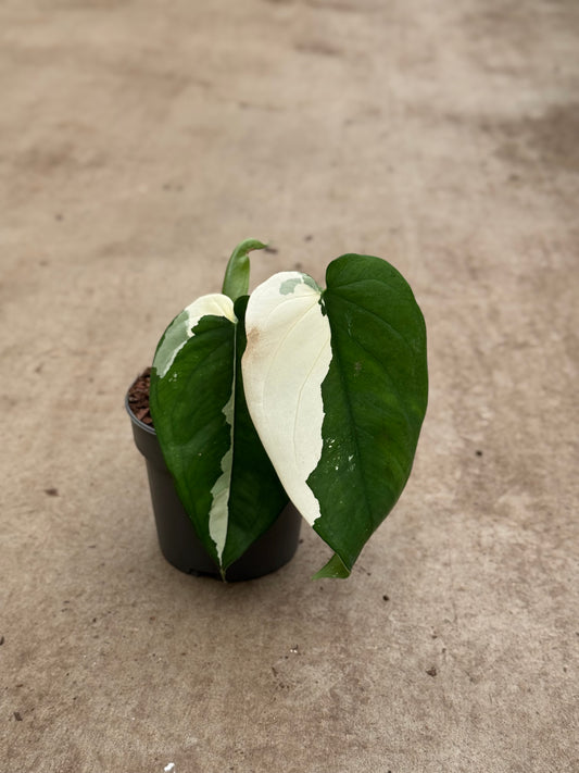 Syngonium Chiapense Albo Variegata (P14)