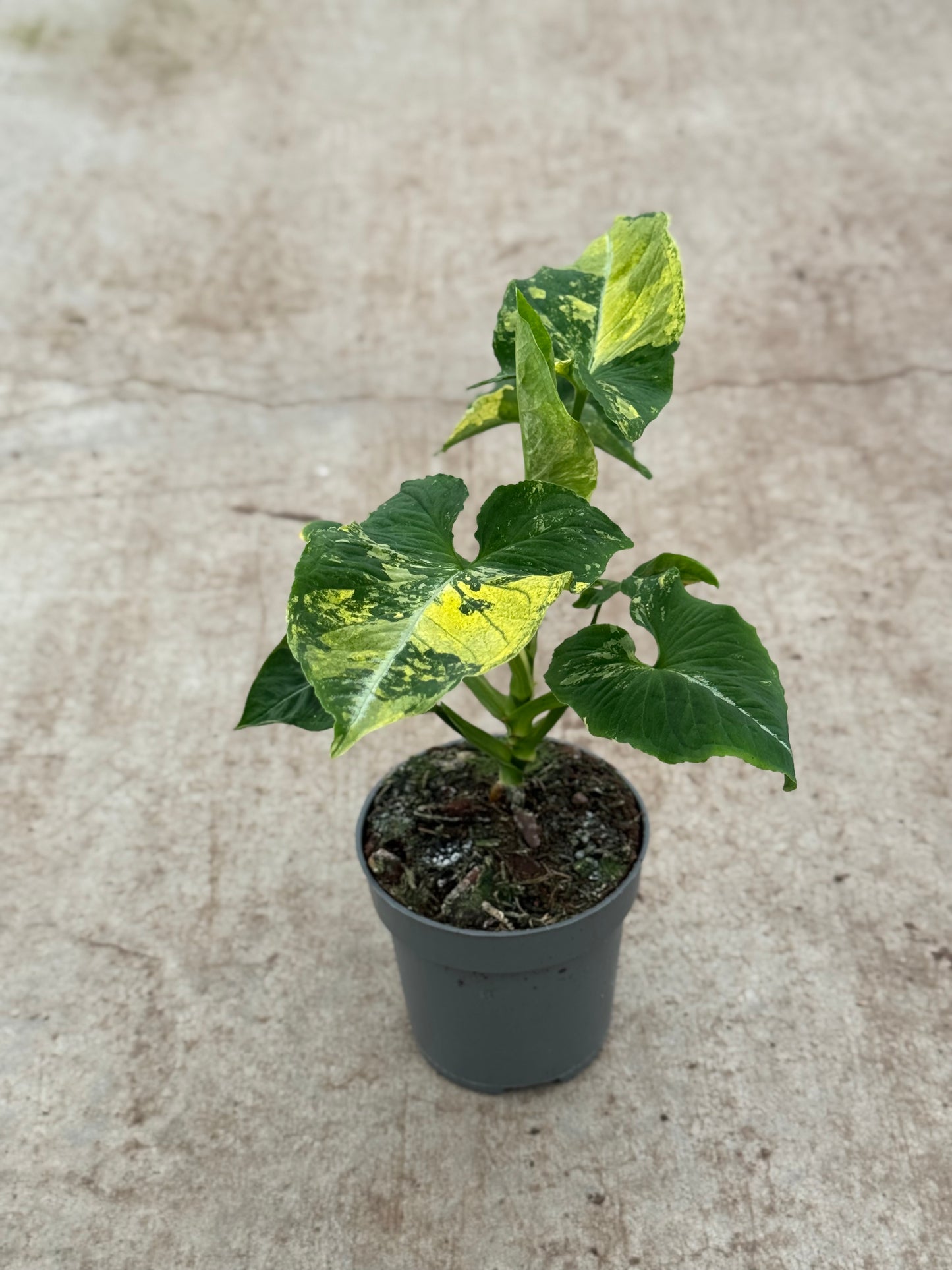 Syngonium Scrambled Eggs (P14)