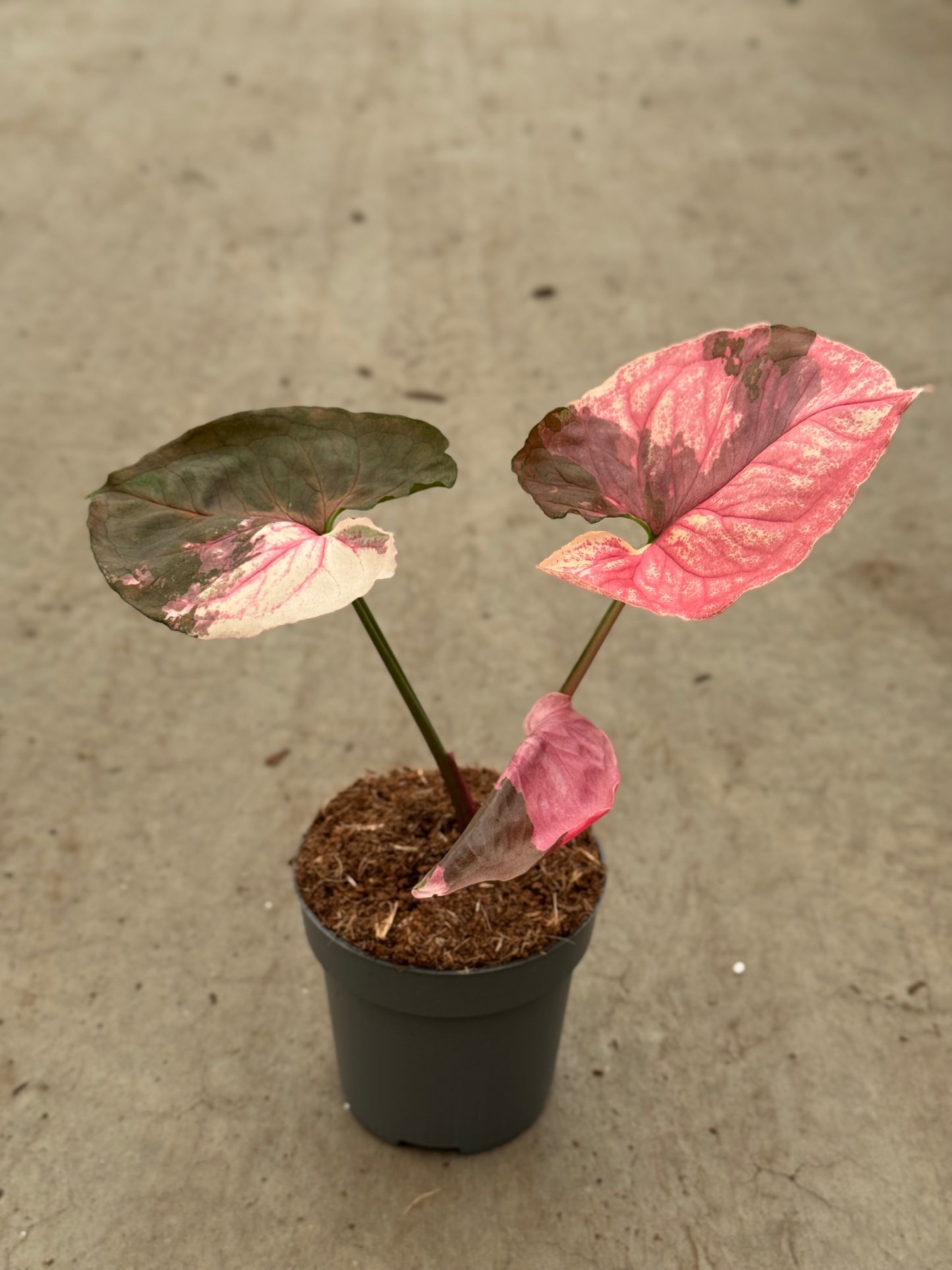 Syngonium Strawberry Ice Galaxy (P14)