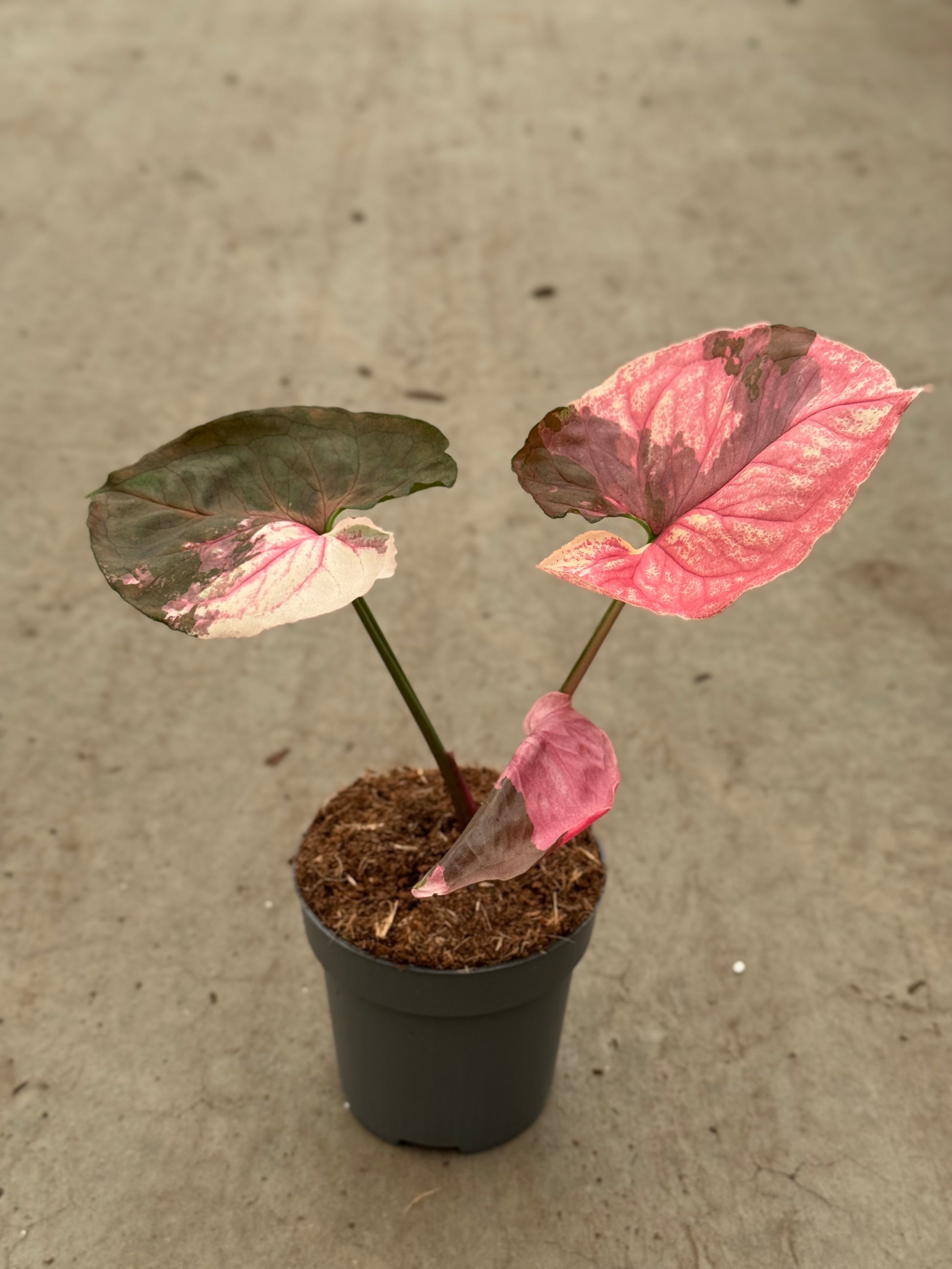 Syngonium Strawberry Ice Galaxy (P14)