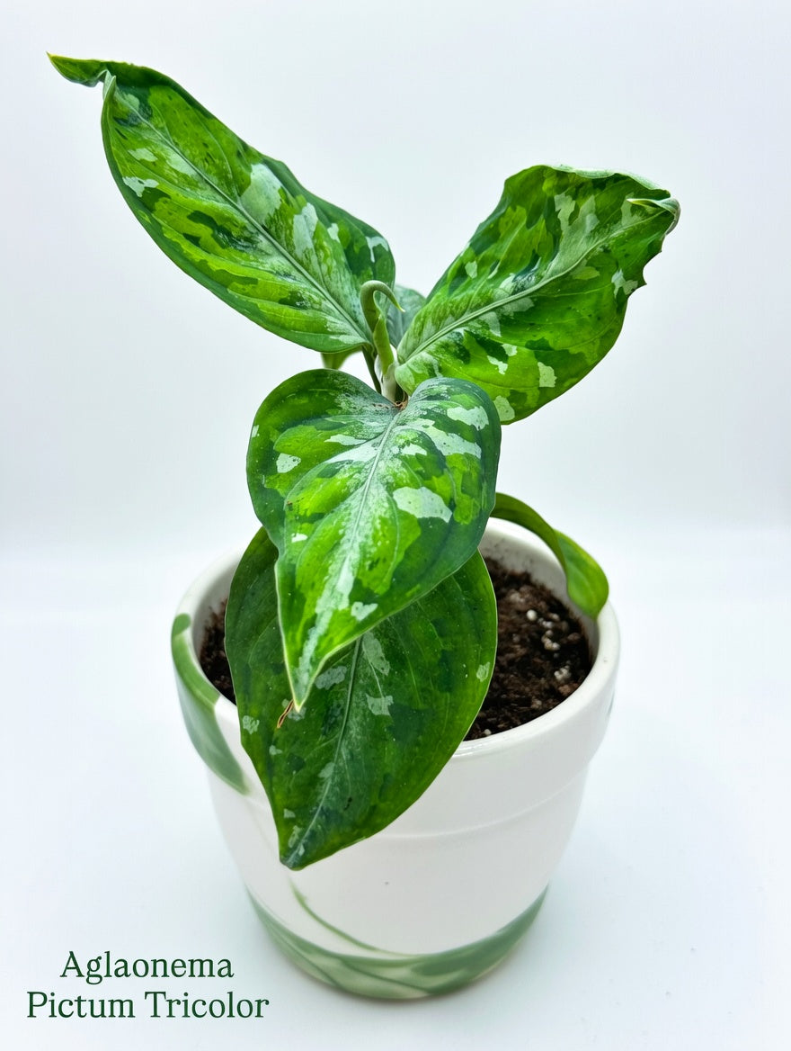 Aglaonema Pictum Tricolor (P10)
