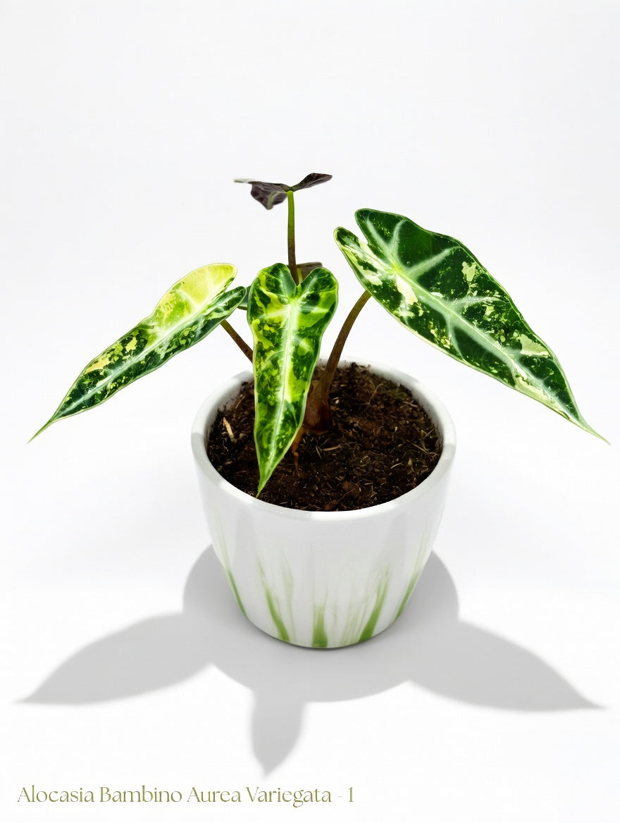 Alocasia Bambino Aurea Variegata (P10)