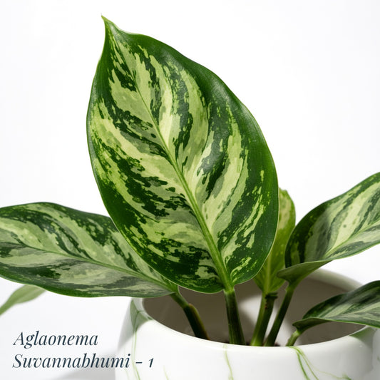 Aglaonema Suvarnabhumi (P14)