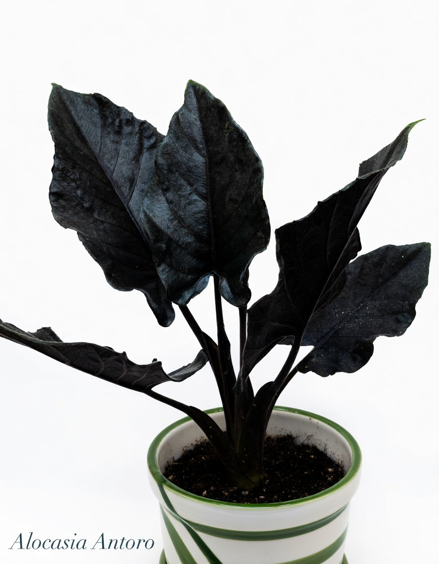 Alocasia Antoro (P14)