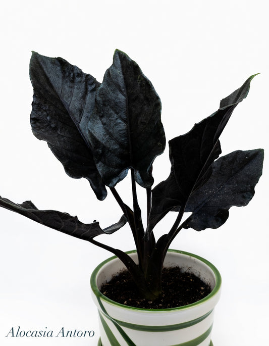 Alocasia Antoro (P14)