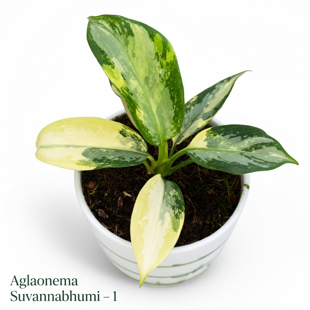 Aglaonema Suvarnabhumi (P14)