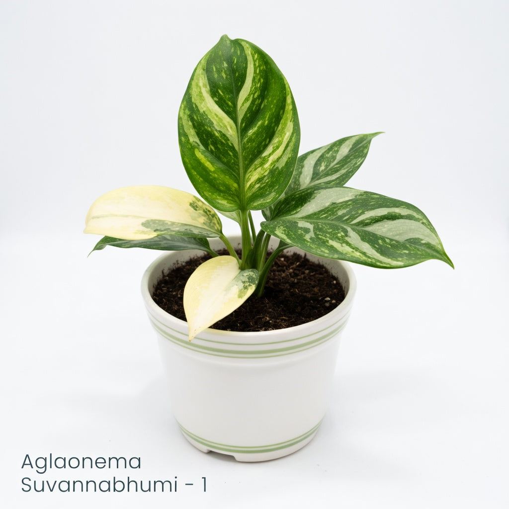 Aglaonema Suvarnabhumi (P14)