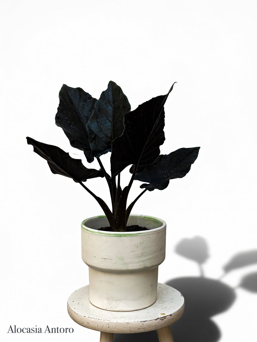 Alocasia Antoro (P14)