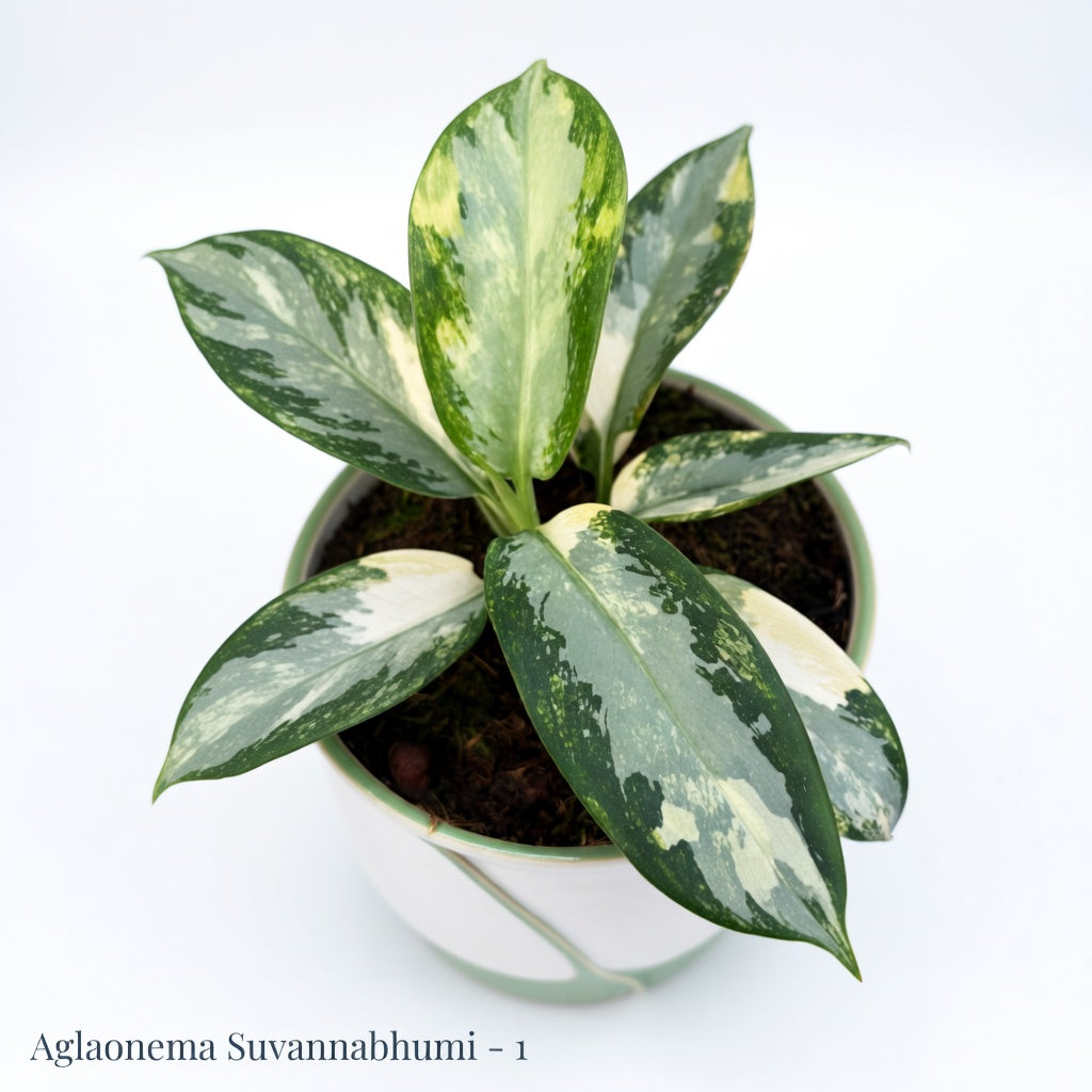 Aglaonema Suvarnabhumi (P14)