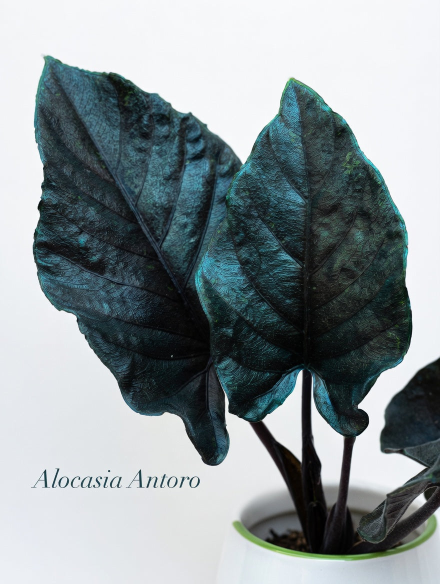 Alocasia Antoro (P14)